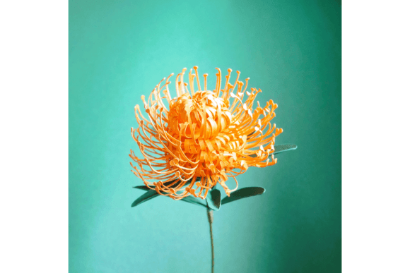 Evaluating the Pincushion Spider Protea: A Guide to Choosing Between Real, Preserved, and Paper Floral Options